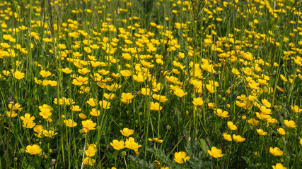 Butter Cup Fields with Danelions and Seeds on summers day - floral background texture