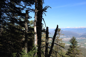Fir and pine trees on the Pe&ntilde;a Oroel mount, with the snow-clad Pyrenees as background, a wide valley with blue sky and some bushes, in Aragon, Spain