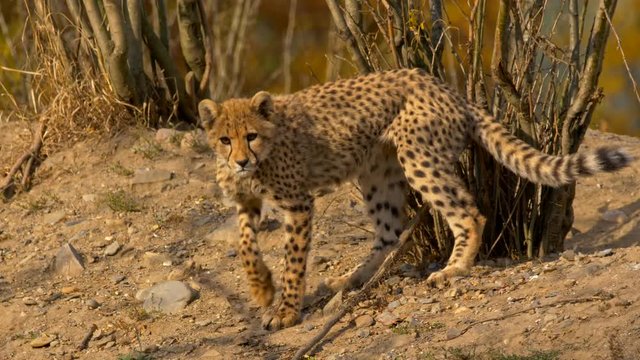 Playful juvenile cheetah (Acinonyx jubatus)