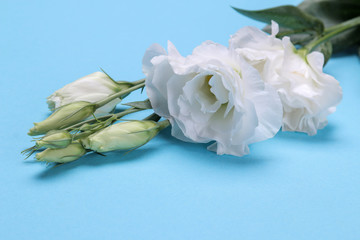 Beautiful white flowers. Eustoma bouquet on a bright blue background.
