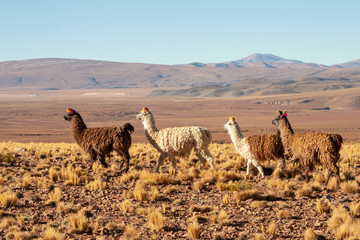Four llamas walking on grass in front of mountains in Bolivia  © Joanne