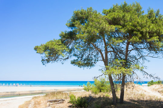Alimini Grande, Apulia - A fir tree at the beach of Alimini Grande