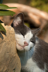 A black and white cat scraping on stones.