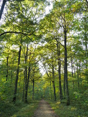 forêt