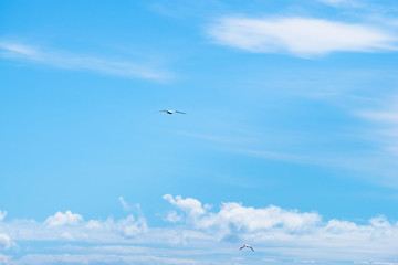 Australian Gannet bird flying over the blue sky.