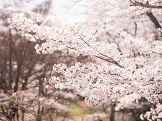 桜