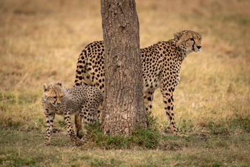 Cheetah stands behind tree with her cub