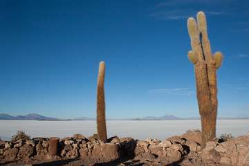 Cacti in Salar de Uyuni (salt flats), Bolivia, South America