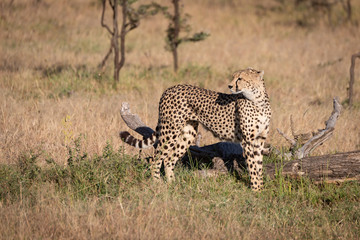 Cheetah stands by dead log looking back