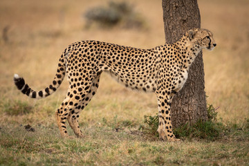 Cheetah stands by tree trunk in profile