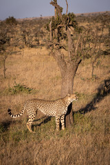 Cheetah stands by tree trunk on grass