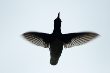 Hummingbird in flight silhouette, Ecuador, South America