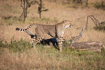 Cheetah stands in grass beside dead log