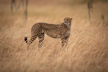 Cheetah stands in long grass looking back