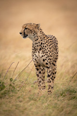 Cheetah stands in long grass looking left