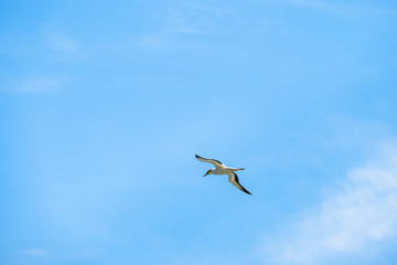 Australian Gannet bird flying over the blue sky.