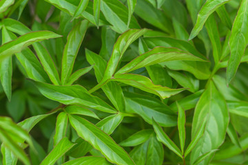 background of green leaves nature texture