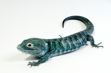Guatemala-Baumschleiche (Abronia vasconcelosii) - Bocourt's arboreal alligator lizard