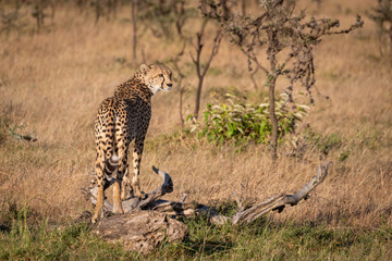 Cheetah turns head standing on dead log