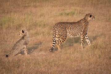 Cheetah walking away from cub looking back