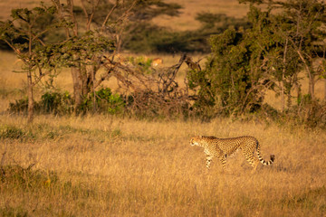 Cheetah walking through long grass by trees
