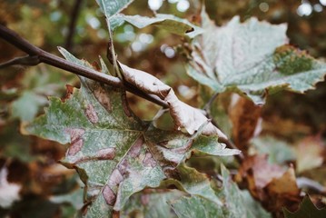 Large frame of burnt leaves