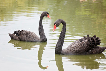 Black swans in the water
