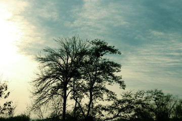 Strange Background. Cropped Shot Of Trees. Strange Forest. Silhouettes Of Trees Over Sky...