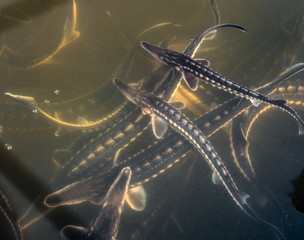 Background, texture of fish sturgeon in the water. Live fish sturgeon swims in the water. Fish are...