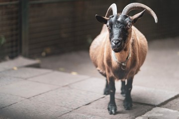 Ziege auf dem Bauernhof