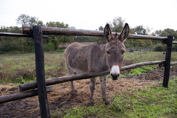 Little brown donkey. Close-up.