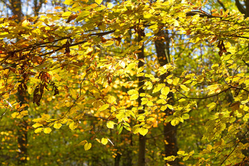 Obraz premium Leuchtend gelbes Herbstlaub im Wald