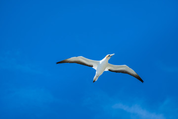 Fototapeta na wymiar Australian Gannet bird flying over the blue sky.
