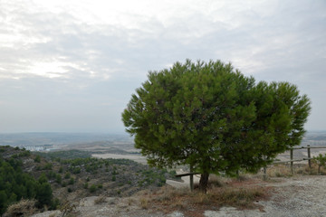 Fototapeta na wymiar A lonely pine tree standing on an arid hill against a cloudy sky at sunset in the rural town of Leciñena, Aragon region, Spain