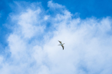 Australian Gannet bird flying over the blue sky.