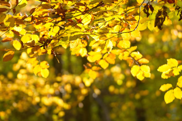 Leuchtend gelbes Herbstlaub im Wald