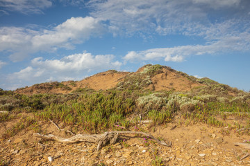 Driftwood on Cotters beach in Wilson's promontory national park, Victoria, Australia