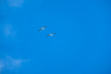 Australian Gannet bird flying over the blue sky.