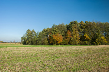 Fototapeta premium Stubble on the field and autumn forest