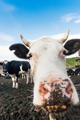 Cow pokes its nose into the camera. Funny photo of domestic farm animal.