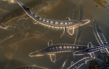 Background, texture of fish sturgeon in the water. Live fish sturgeon swims in the water. Fish are grown on the farm.