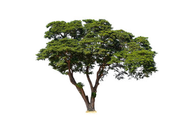 Fototapeta na wymiar Green tree isolated on white background.
