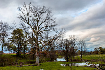 Obraz premium Dead Wood