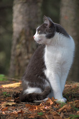 Black and white cat sitting in the forest. Fallen leaves in autumn.