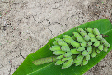 Banana are placed on banana leaves.