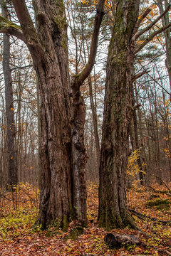 Character Trees © Dave