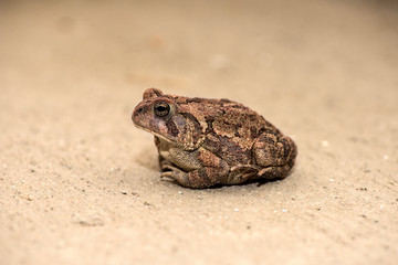 Toad
