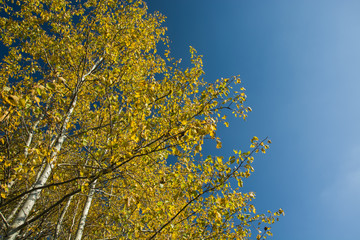 Autumn yellow birches