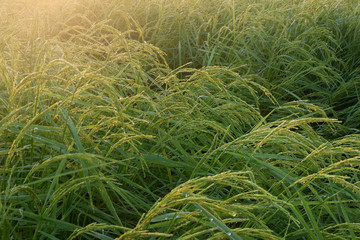 Golden sunshine light on rice paddy field in the morning.