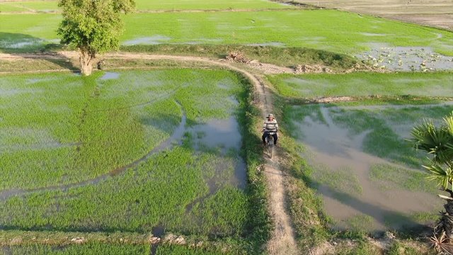 Low aerial drone view of worker riding a motorcycle along the berm of a rice paddy in Southeast Asia. Green fields and palm trees visible in background.